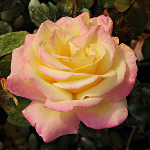 Horticolor - róża - www.karolinarose.pl